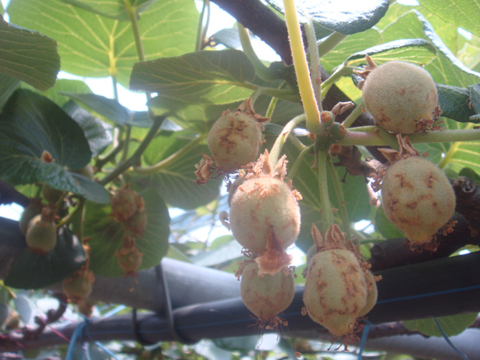 제시골드의 증상에 대하여...